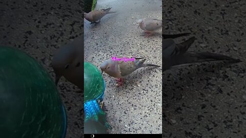 Mourning Dove Sounds #Shorts 🌞