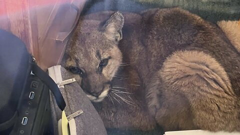 Curious Cougar Cub Wanders Into California Classroom