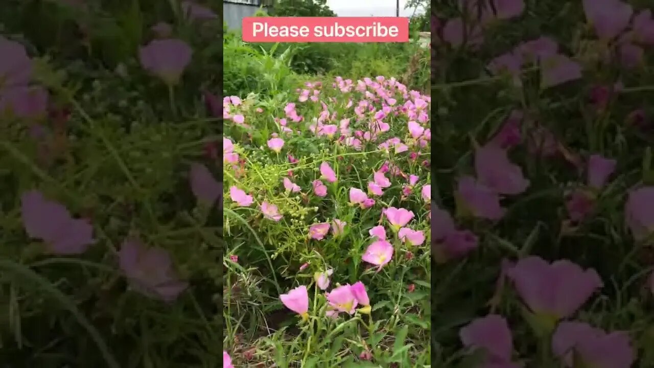 Immerse Yourself in the Beautiful Pink Primrose of the Wildflower Pasture! #shorts