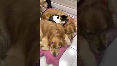 Dog jealous from that cat and he did not want to miss the action of cuddling 🥰🥰😅