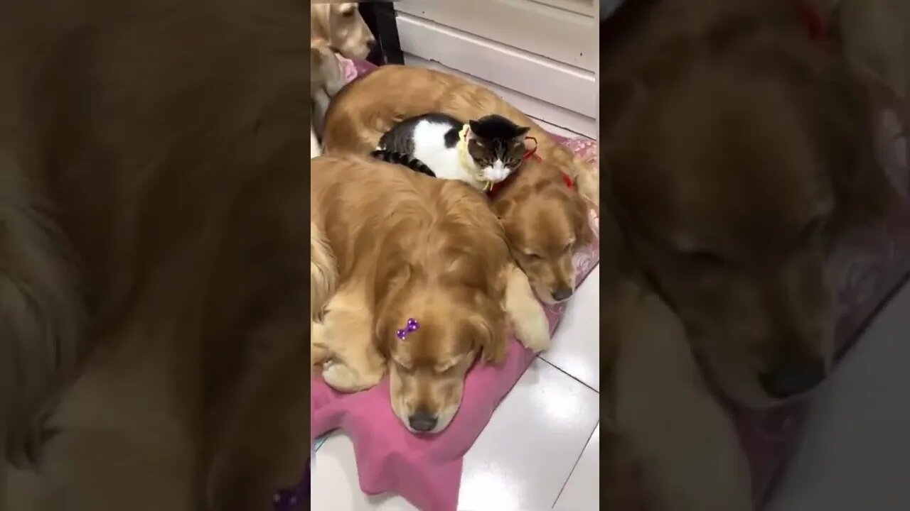 Dog jealous from that cat and he did not want to miss the action of cuddling 🥰🥰😅