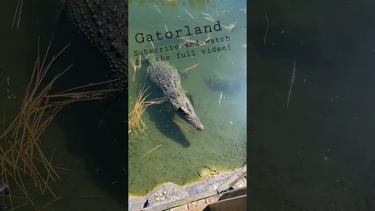 Saltwater Crocodile at Gatorland Orlando Florida grabbing a BITE!