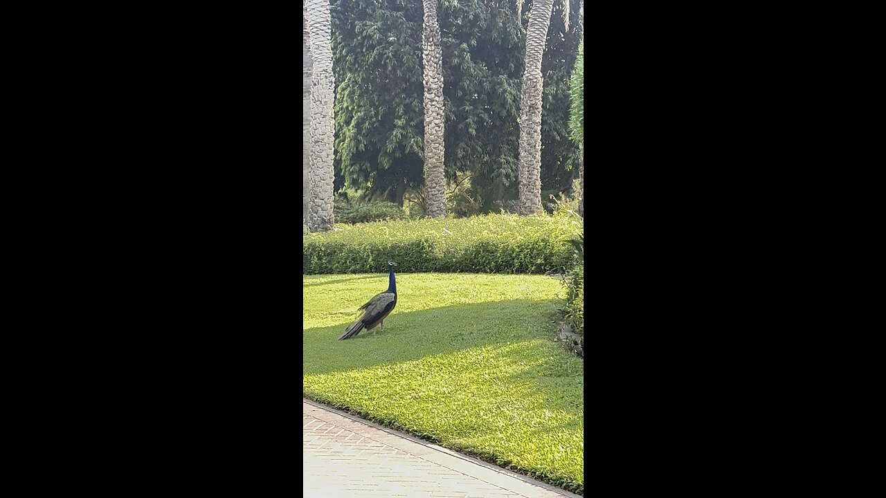 Dubai Views