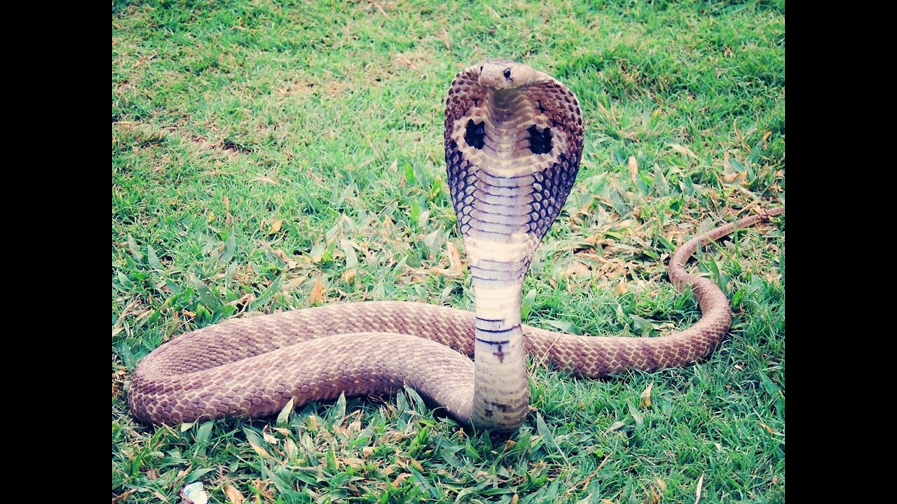 king cobra