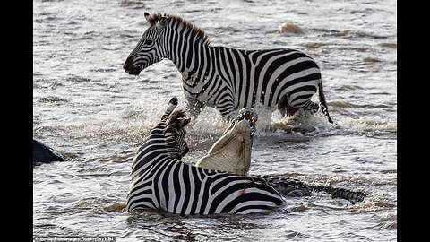 Zebra vs two Crocodiles.. Crazy Fight !!!