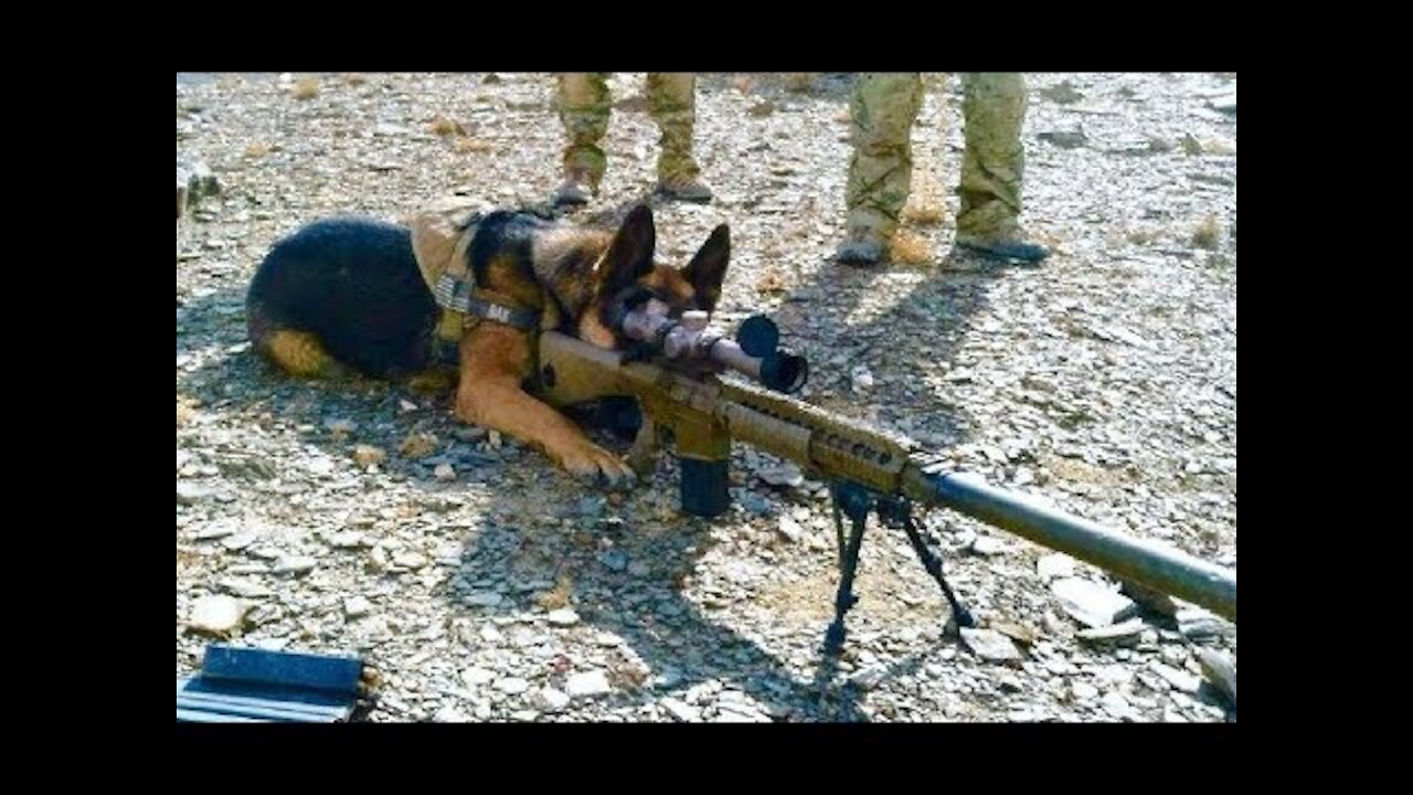 Extreme Trained & Disciplined German Shepherd Dogs