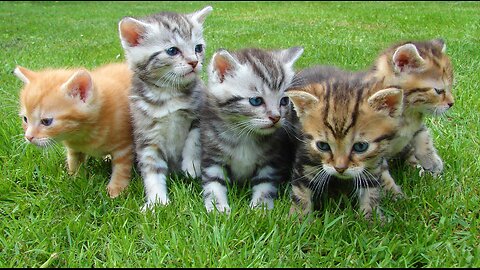 Cute Funny Animals - Cute and Funny Cat Videos Compilation 02