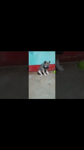 German Shepherd Puppy| Bella 🐕🐶 #shorts #dogs #shortvideo #firstshortvideo