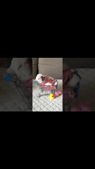 Puppy In A Shopping Cart 🛒