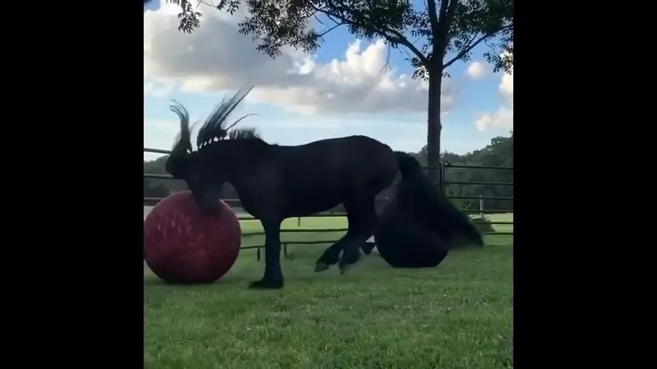 ❤️🌴🌴🌴🐴🐴🐴