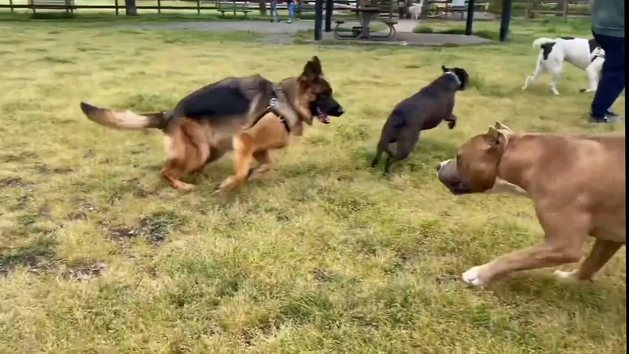 German shepherd Attacks pitbull