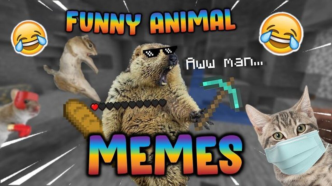 funny animals video