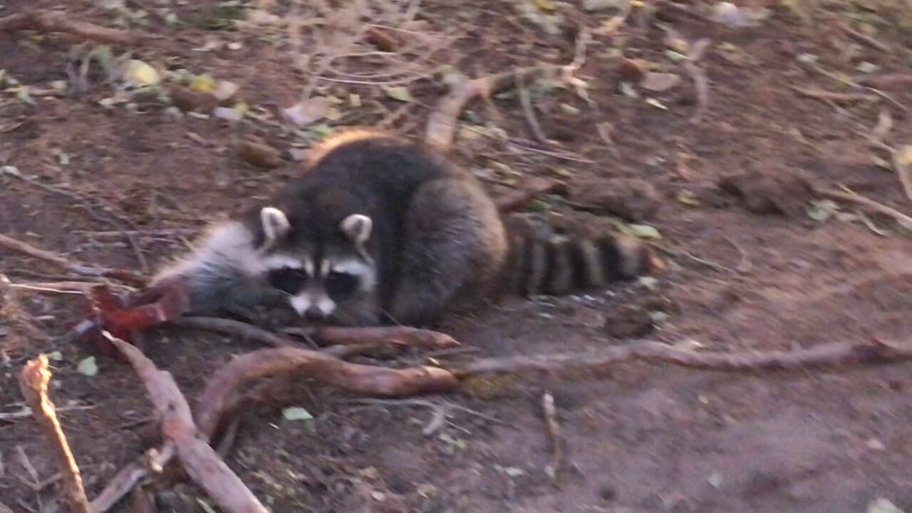 Nebraska Coon caught