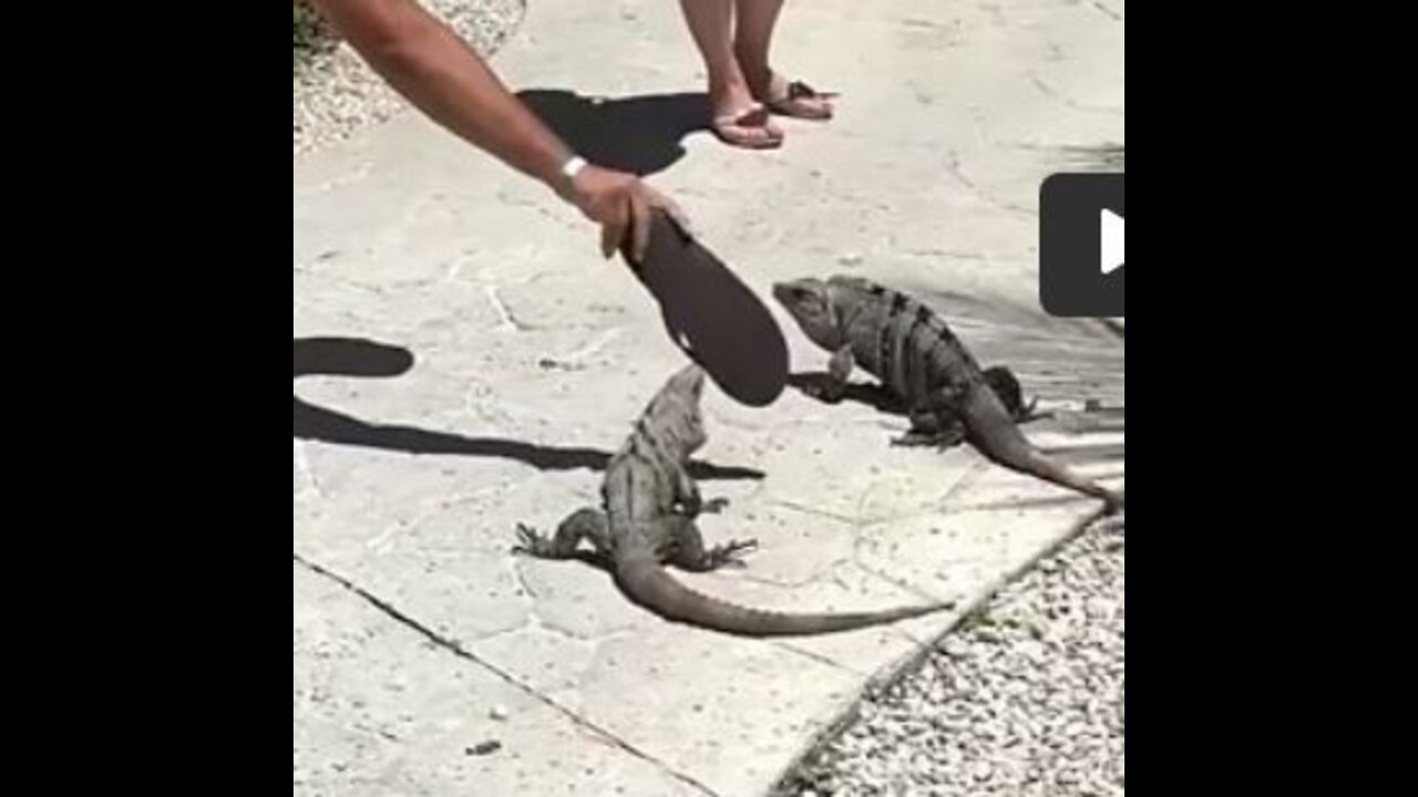 iguane en colère , chaussure