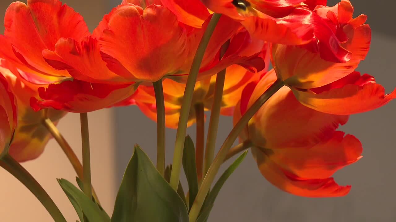 Local flower shop gives tulips to the elderly community