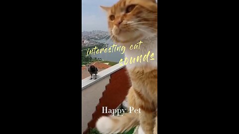 It's so strange that the cat started barking like a dog.