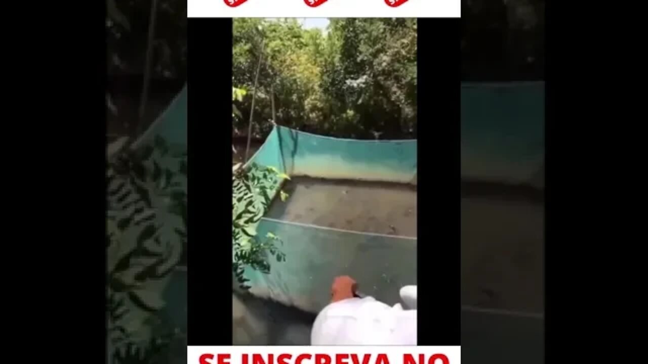 Peixes famintos #shorts