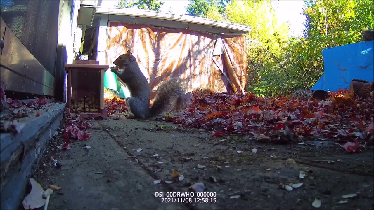 Ride Along with Q #295 - Squirrel Feeder 01 - 11/08/21-11/09/21 - Videos by Q Madp