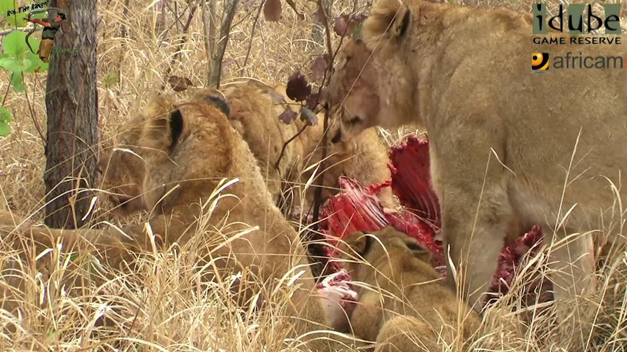 LIONS: Following The Pride 24: Elephants Chase the Pride From Their Meal!