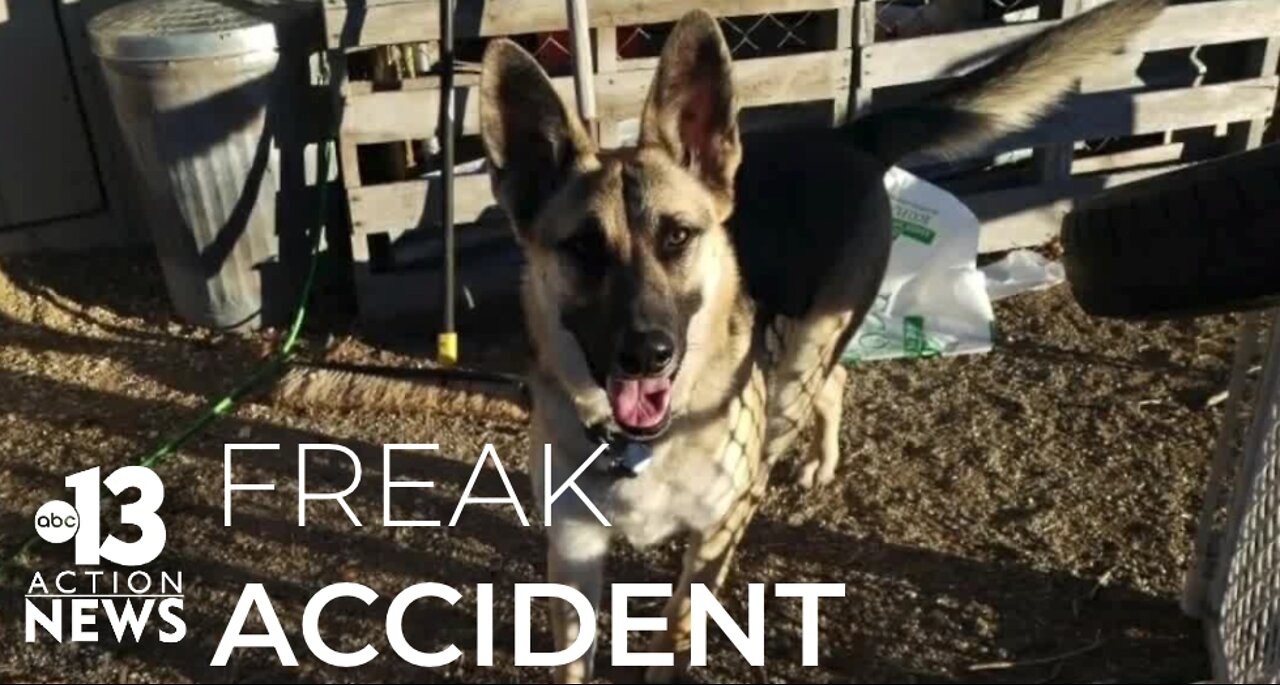 Man heals after trying to save dog from scorching water