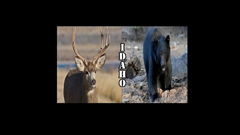 Which species will we be hunting? And what kind of adventure will Idaho hold?...