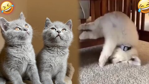 Animals Funny Video. Funny Animal. Animal Funny Moment