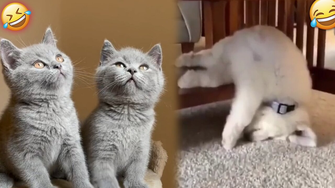 Animals Funny Video. Funny Animal. Animal Funny Moment