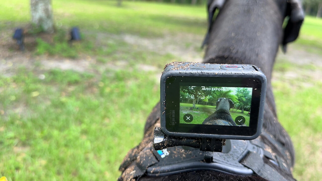 Great Dane takes her GoPro for an adventure