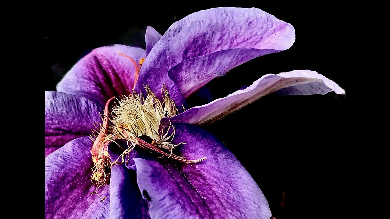 40 of 81, Poems from the Tao, Spoken Word
