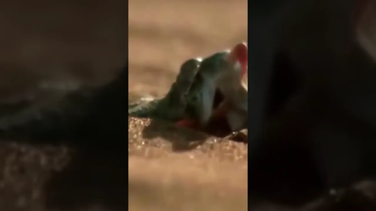 Funny#!!!!video#!!!