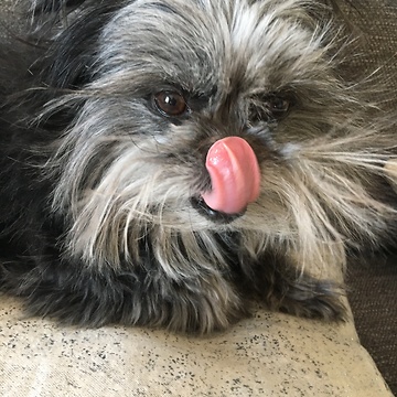 Puppy goes a little Cujo over French fries 🍟