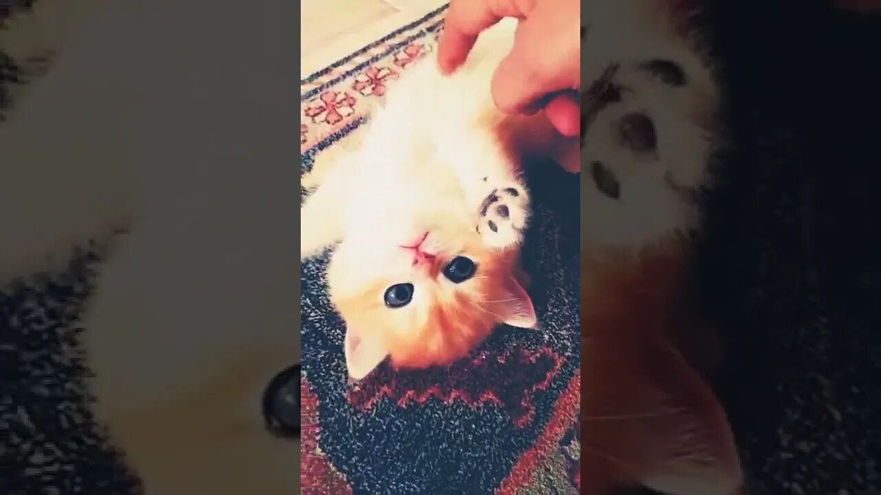 a cute kitten relaxed after playing a lots