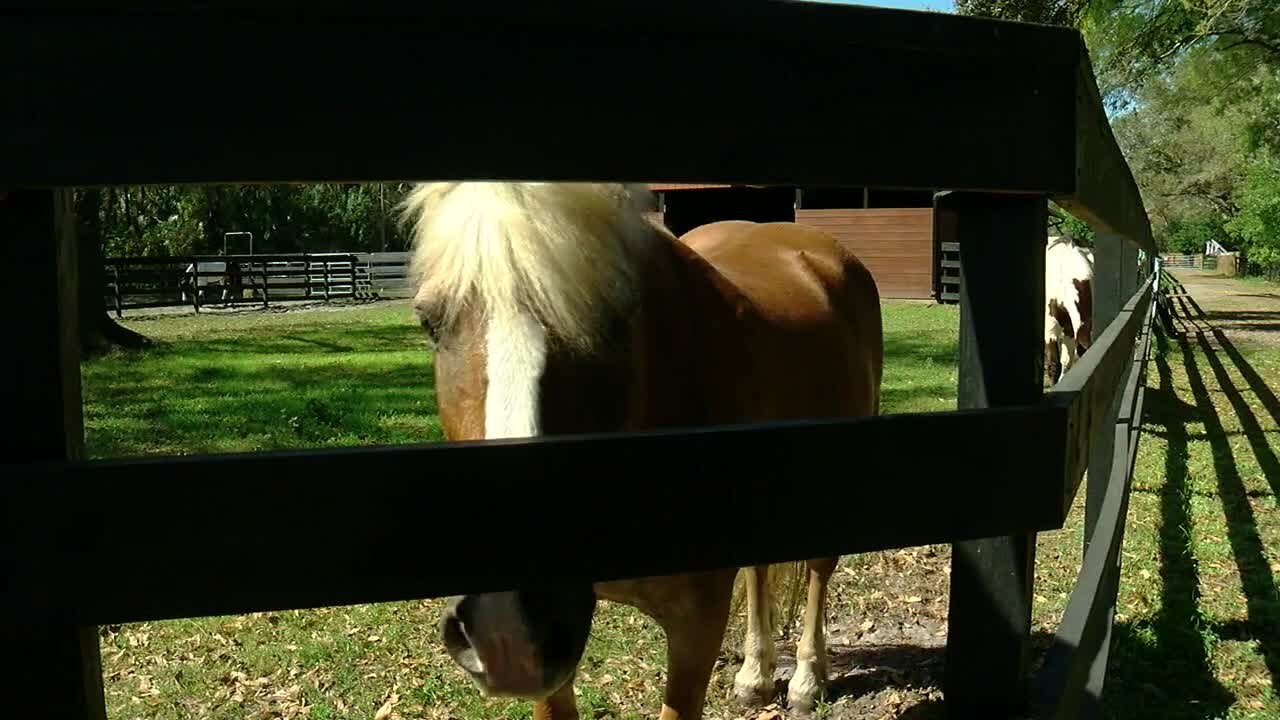 Freedom Farm of Tampa Bay hopes to help veterans