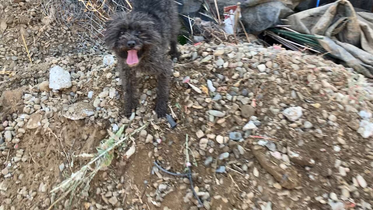 Leo on a dirt pile!