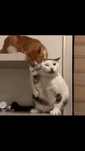 Delightful world of hilarious felines. Cats,funny,