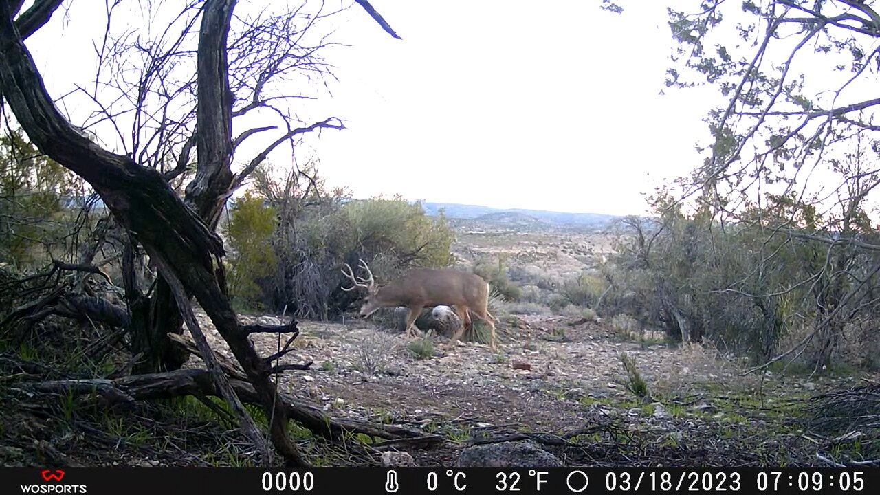 Trail Camera: Mule Deer Bucks