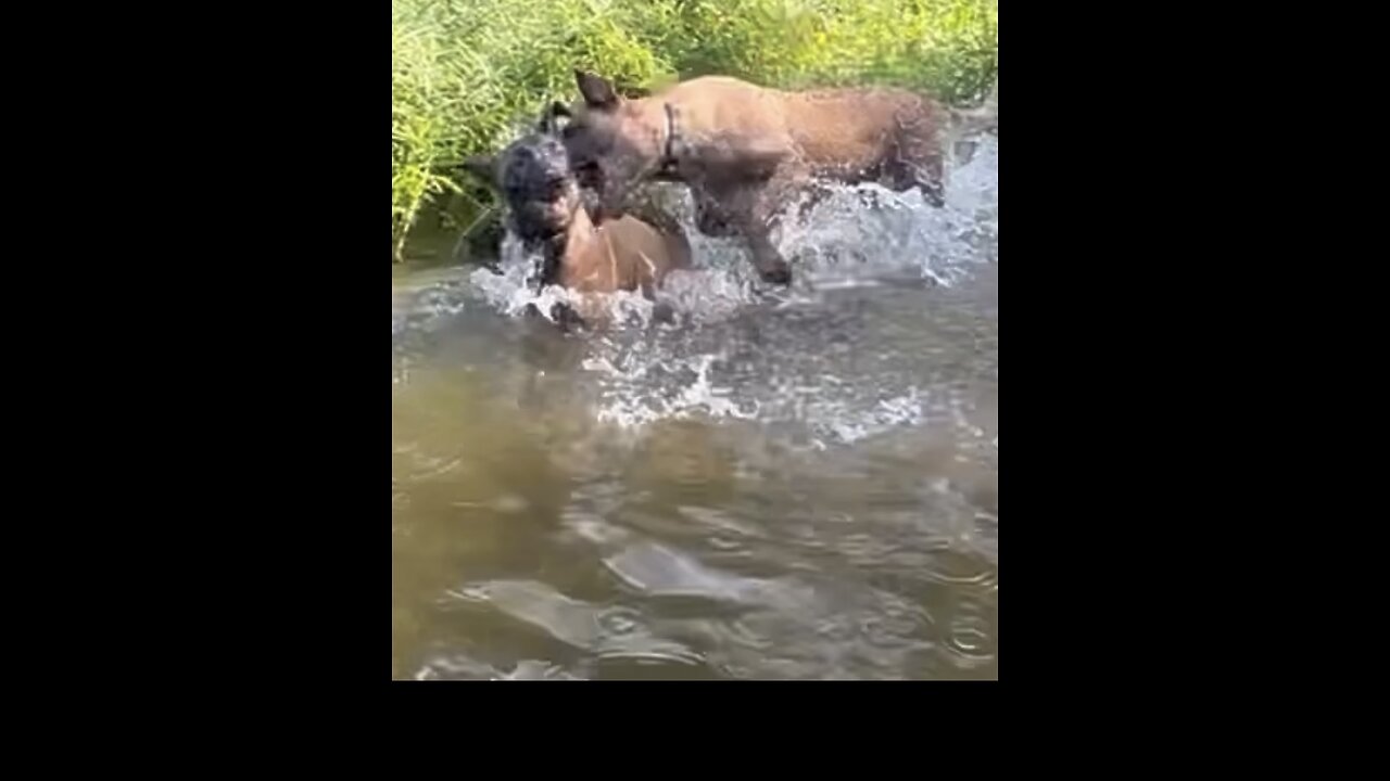 Big Belgian Malinois dog try’s to drowned younger dog!!!🫨