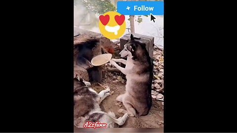 Try not to laugh | funniest Animal videos | funny dogs videos | pets videos Part 23