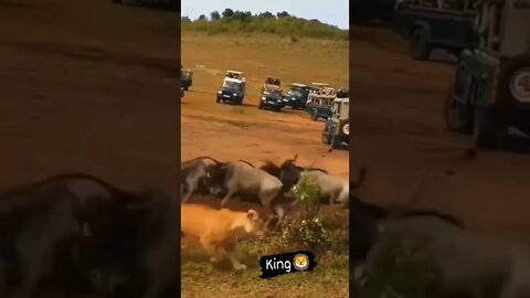 é por isso que ele é chamado de rei da selva #shorts