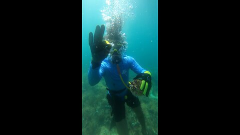 Puffer fish #florida #dive #thirdlung #brownie #ocean