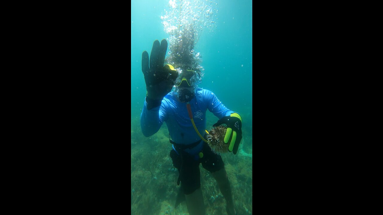 Puffer fish #florida #dive #thirdlung #brownie #ocean