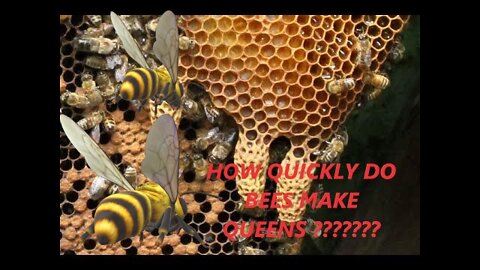 MAKING QUEEN BEES IN 24 HOURS !!