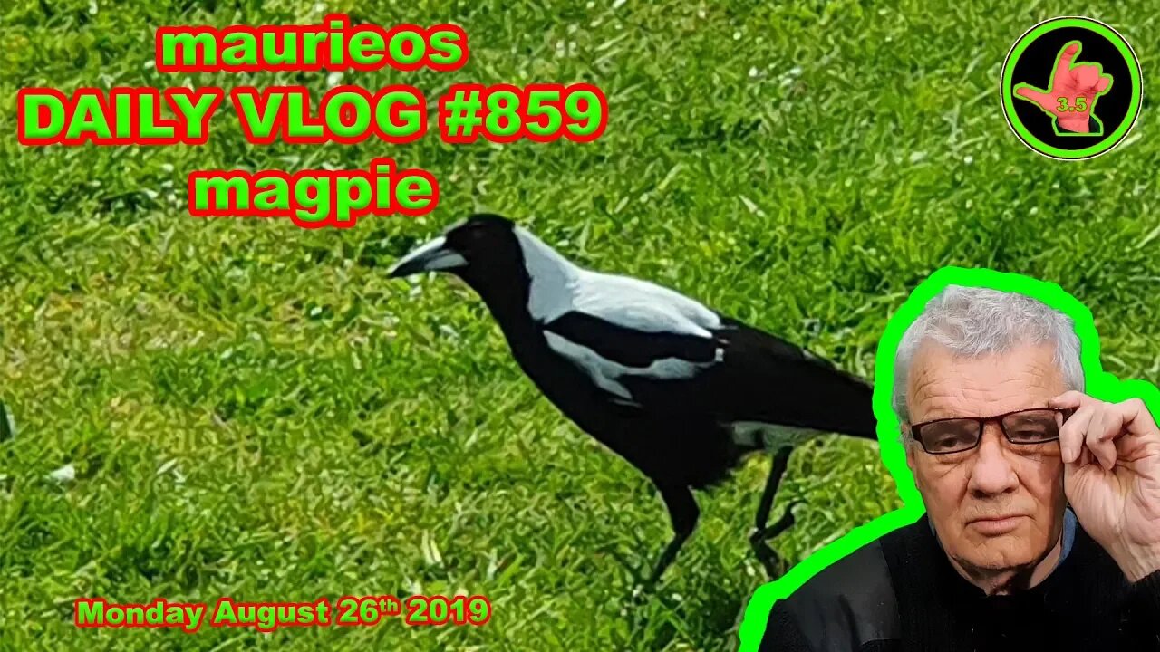 maurieos DAILY VLOG #859 magpie