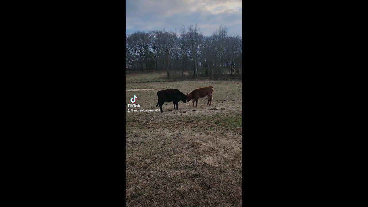 Two heifers playing.