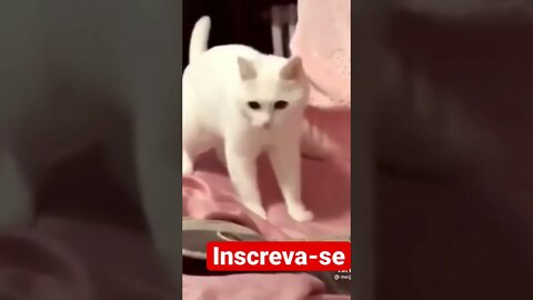 Gato break beatbox