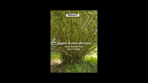 Golden Goddess Bamboo - Ocoee Bamboo Farm 407-777-4807