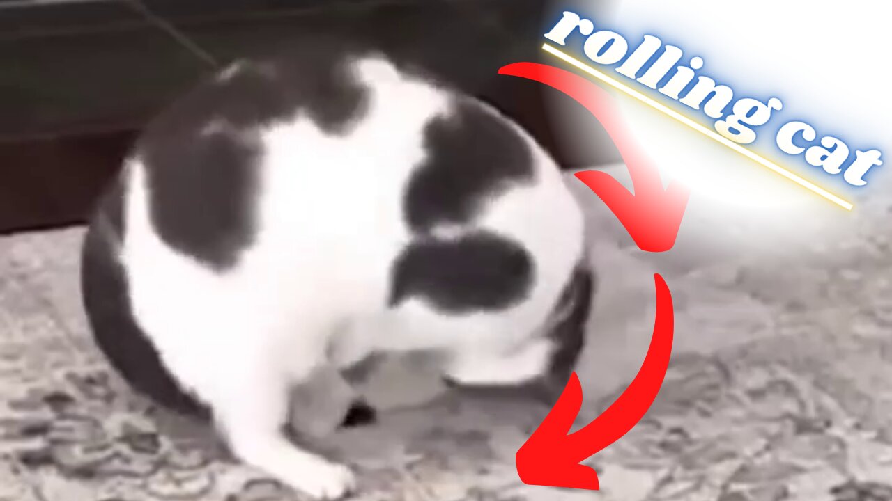 funny rolling cat - gato rolando engraçado