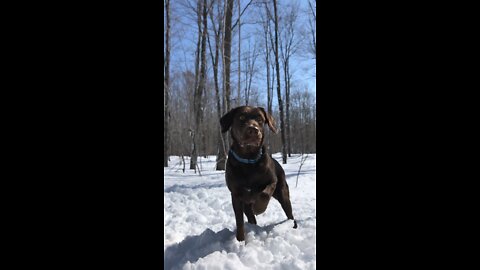 Lab Catching Snow