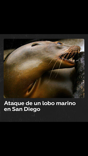Lobo marino causa pánico en una playa al perseguir a otro macho