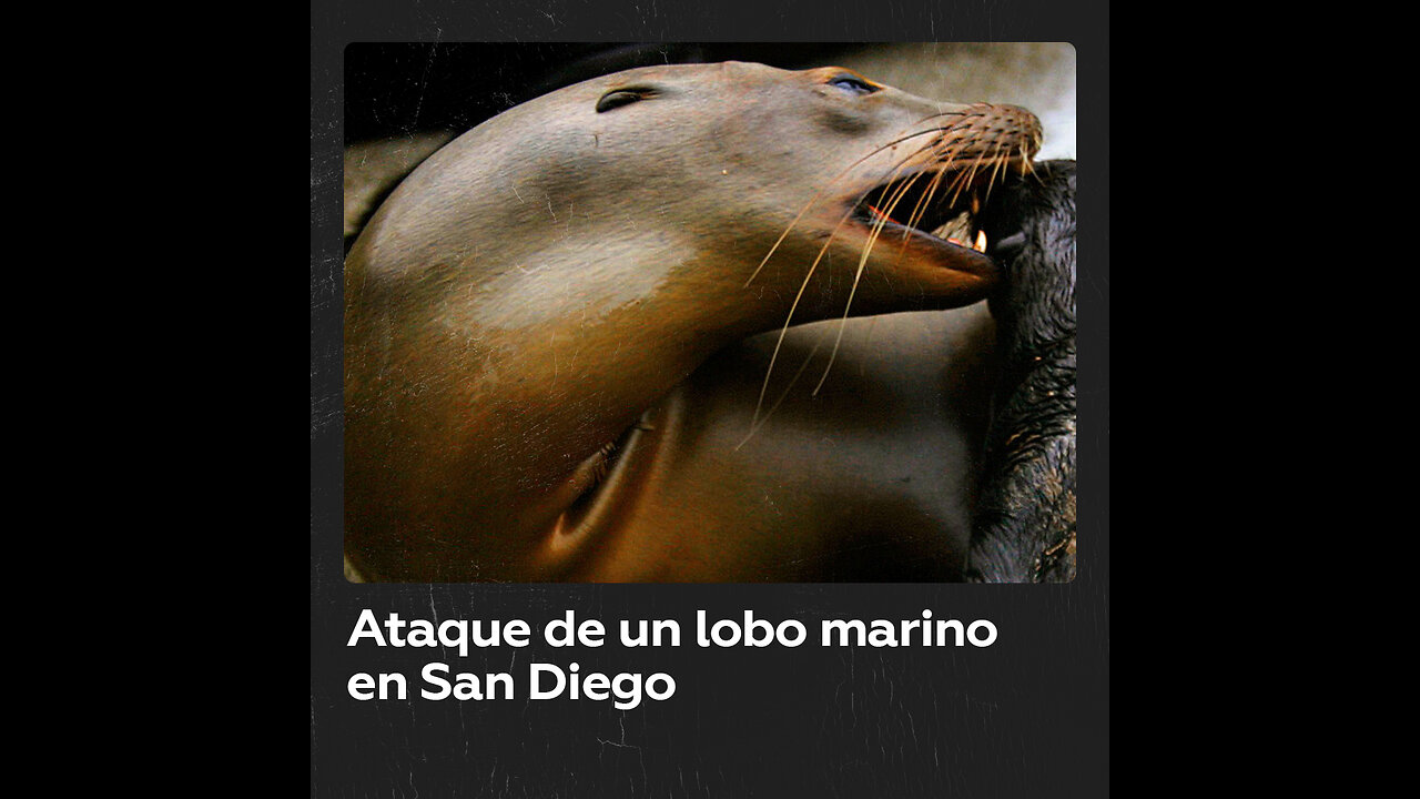 Lobo marino causa pánico en una playa al perseguir a otro macho